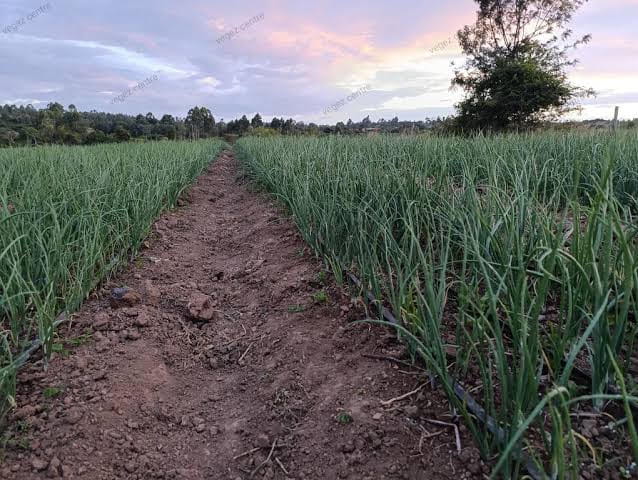 per-drop-more-crop-water-smart-farming-transforming-indian-agriculture