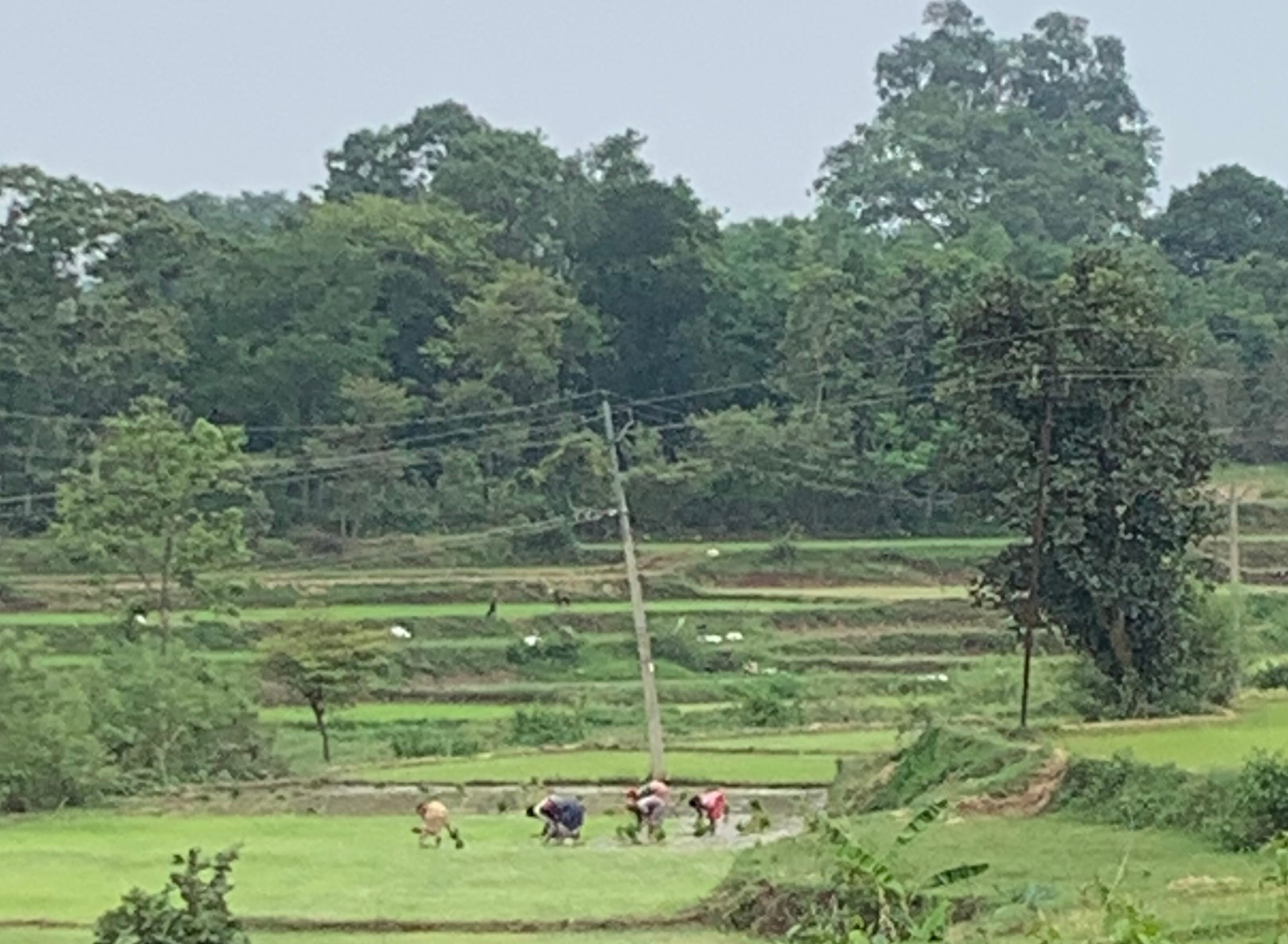 Paddy farmers in cheers as monsoon rainfall likely over Jharkhand 