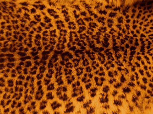 Leopard skin seized, three persons arrested in Jharkhand’s neighbouring state-Chhattisgarh