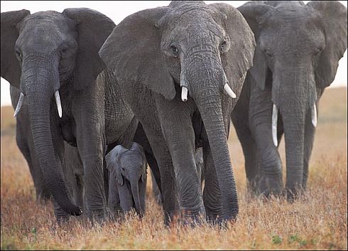 Wild elephants trample politician to death in Tamar