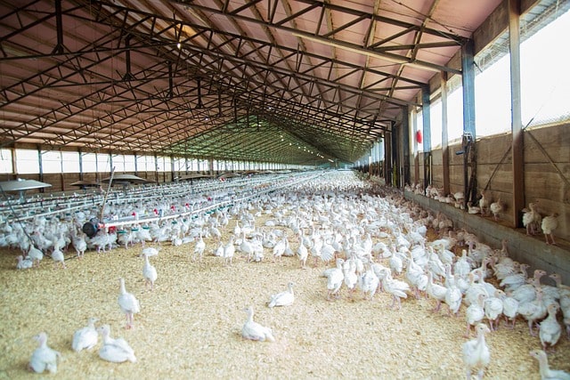 Centre providing 50% capital subsidy (upto Rs.25.00 lakh) for setting up rural poultry breed development ventures