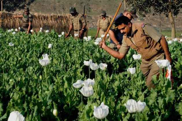 Crore worth opium plants destroyed by cops in Lohardaga