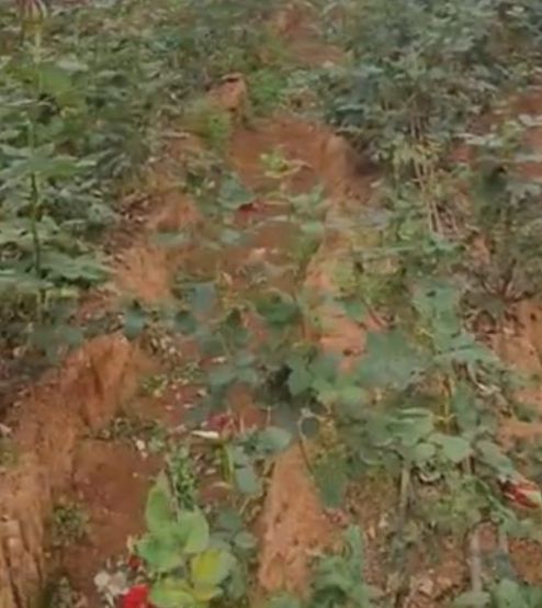 Jharkhand govt transfers Rs.15.6 Crore to nearly 35,000 farmers via DBT under the Millet Mission 