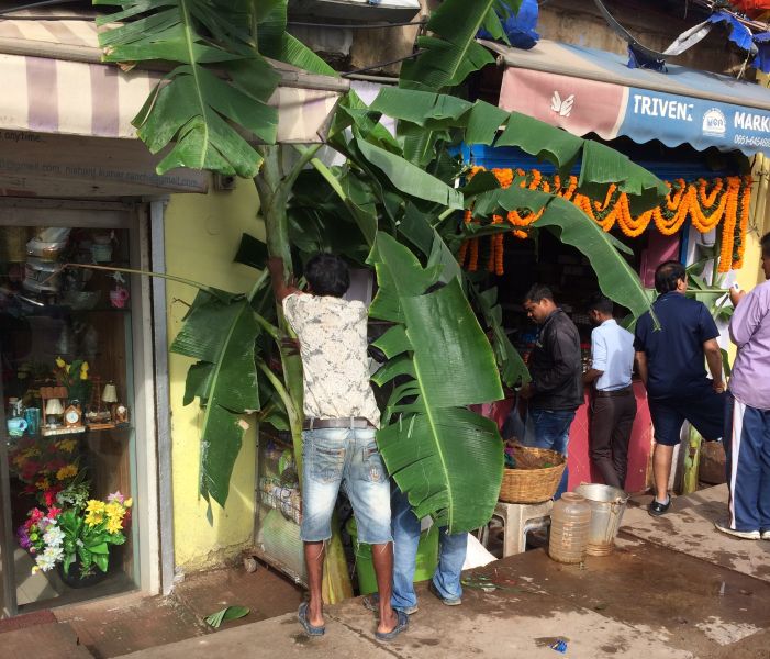 Hindus put up Banana leaves, welcome Goddess Laxmi on Diwali
